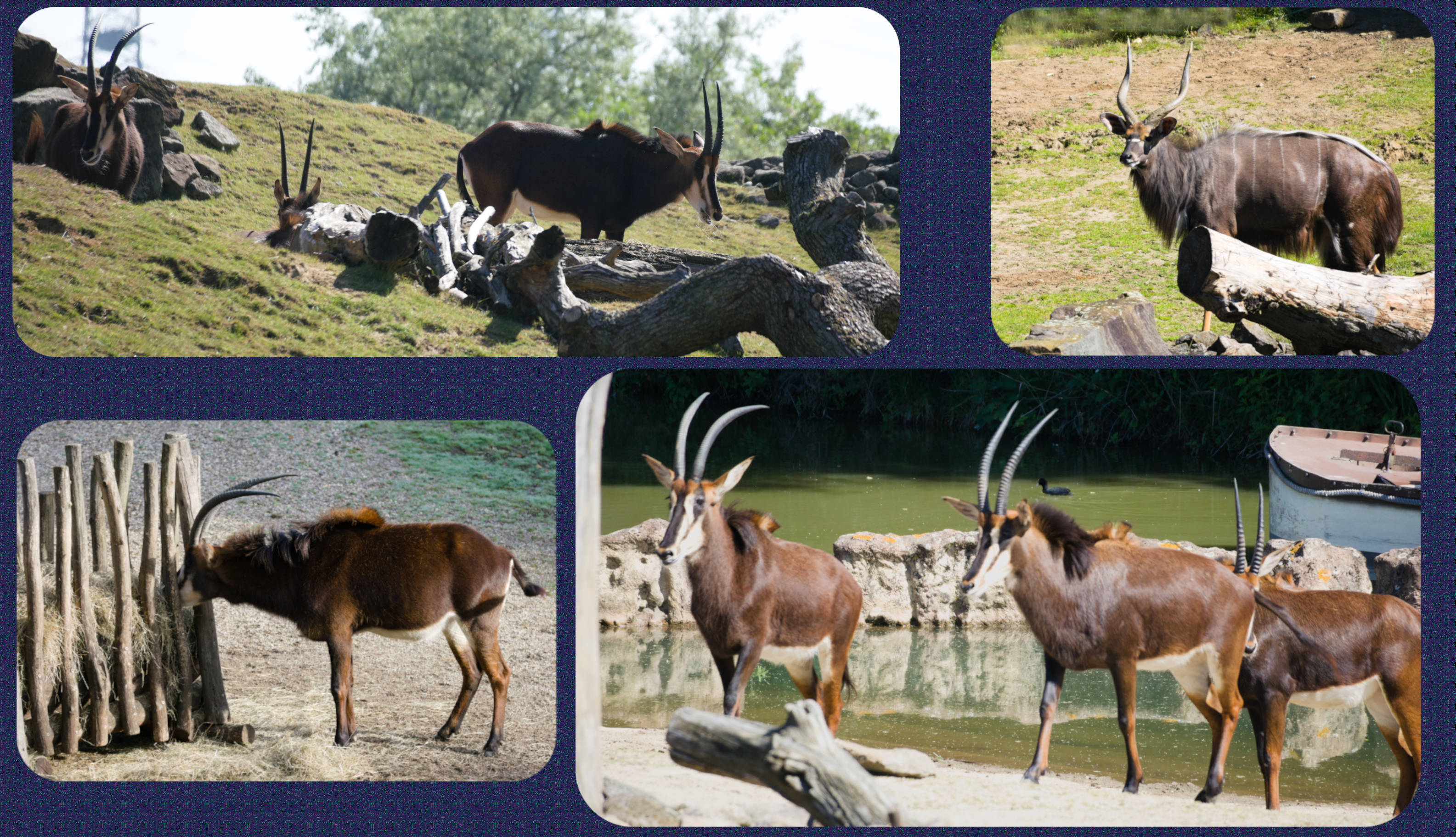 ZOOM Erlebniswelt Rappenantilope